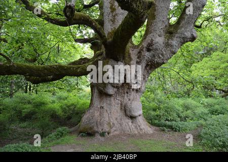 Sycamore, Birnam, Perthshire Foto Stock