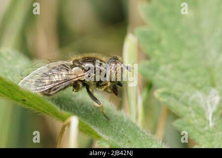 Primo piano dettagliato su un piccolo dronefly con occhi spotty, Eristalinus sepulchralis, seduto in erba nel campo Foto Stock