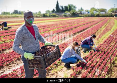 Agricoltore afro-americano in mascherine protettive con lattuga rossa Foto Stock