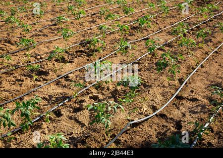 Sistema automatico di irrigazione a goccia per piantine di pomodoro in un campo Foto Stock