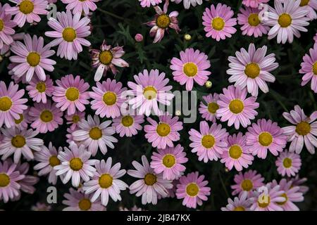 Margherite rosa in fiore visto da vicino e dall'alto Foto Stock