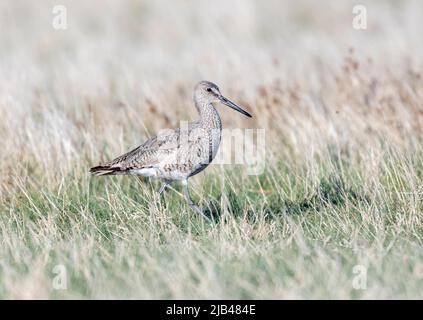 Willet (Catoprophorus semipalmatus), lago Frank, Alberta, Canada Foto Stock