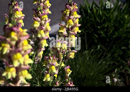 Gladiolo rosa e giallo in fiore in un aiuole visto da vicino Foto Stock