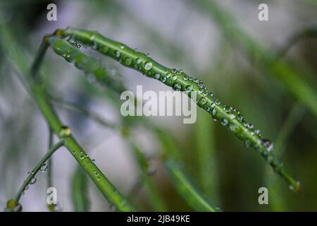 Gocce d'acqua sul seme di kale cialda Brassica oleracea aka foglia semi di cavolo - gocce d'acqua su petali di fiori e foglie - raindrop e gocce di pioggia su piante Foto Stock