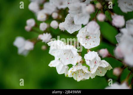 Kalmia latifolia - gocce d'acqua su fiori e foglie - gocce d'acqua su petali e foglie di fiori - pioggia e gocce di pioggia su piante Foto Stock