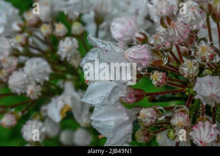 Kalmia latifolia - gocce d'acqua su fiori e foglie - gocce d'acqua su petali e foglie di fiori - pioggia e gocce di pioggia su piante Foto Stock