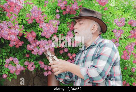 Felice agricoltore in cappello cowboy divertirsi sul campo. Pianificazione pensionistica. Nonno. Giardiniere che taglia i fiori nel suo giardino. Foto Stock