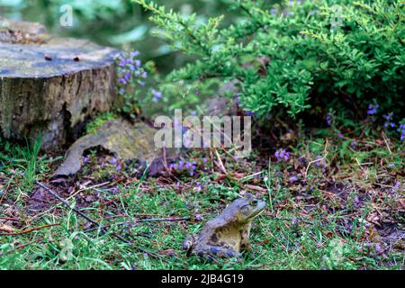 Rana seduta su erba da lato contro lo sfondo di un ceppo e menta. Foto Stock