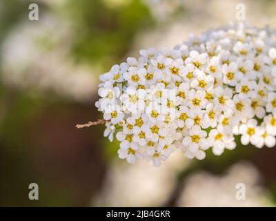 Bella fiori bianchi Spirea aguta o Brides wreath. Fioritura della Spirea aguta in primavera. Concetto di primavera Foto Stock