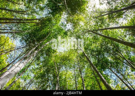 Vista ad angolo basso di splendidi alberi di bambù nella foresta di boschetti di bambù in giornata di sole a Nankan, Tamana, Kumamoto, Giappone. Foto Stock