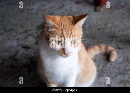 Gatto di zenzero parassita che guarda a qualcosa di serio in pioggia giorno. Foto Stock