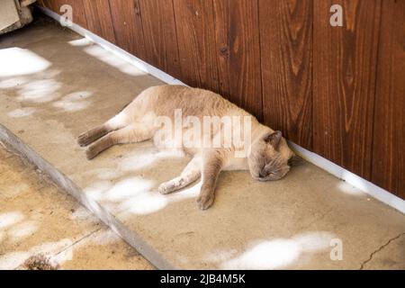 Carino gatto bianco dormire e prendere il sole sulla strada locale del centro di Shimonoseki, Yamaguchi, Giappone. Foto Stock