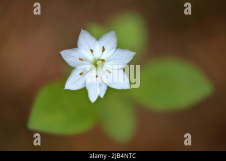 Stella europea a sette punte (Trientalis europaea), Emsland, bassa Sassonia, Germania, Europa Foto Stock