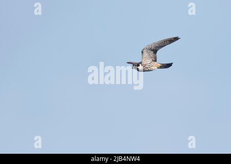 Eurasian Hobby (Falco subbuteo) in volo, Emsland, bassa Sassonia, Germania Foto Stock