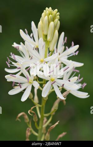 Giglio di erba (Anthericum liliago), Emsland, bassa Sassonia, Germania Foto Stock