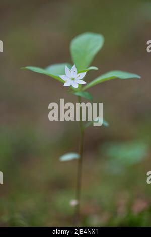 Stella europea a sette punte (Trientalis europaea), Emsland, bassa Sassonia, Germania Foto Stock