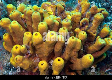 Spugna tubolare gialla (Aplysina aerophoba), Atlantico orientale, Isole Canarie, Spagna Foto Stock