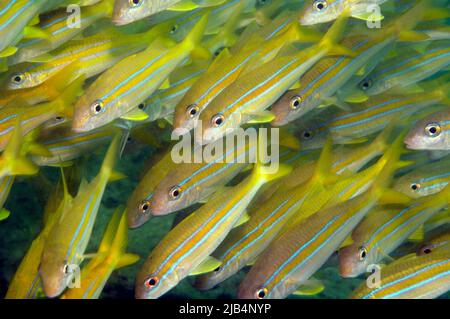 Primo piano della scuola di mullet (Mulloidichthys ayliffe), pesci gatto mimici indiani, Oceano Indiano, Mauritius Foto Stock