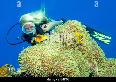 Subacqueo che guarda i pesci pagliaccio rossi (Amphiprion bicinctus) e gigantesco anemone da tappeto (Stichodactyla gigantea), Mar Rosso, Hurghada, Egitto Foto Stock