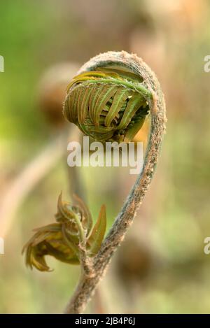 Foglia arrotolata di una felce reale (Osmunda regalis), Giardino Botanico, Erlangen, Franconia media, Baviera, Germania Foto Stock