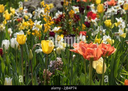 Fiori di primavera nel Giardino Botanico, Erlangen, Franconia media, Baviera, Germania Foto Stock