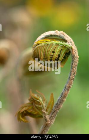Foglia arrotolata di una felce reale (Osmunda regalis), Giardino Botanico, Erlangen, Franconia media, Baviera, Germania Foto Stock