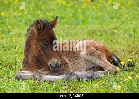 Giovane cavallo islandese (Equus islandicus), fallo bruno di poche ore che riposa in un prato, filly, femmina, bambino animale, Schlesig-Holstein, Germania Foto Stock