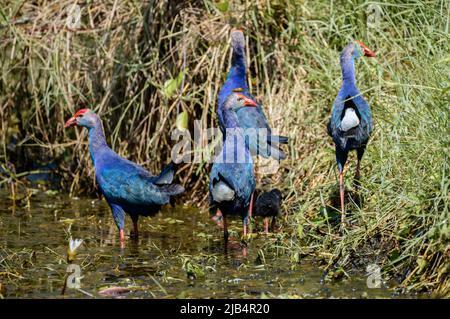 Gruppo di quattro sciampi adulti a testa grigia che proteggono i piccoli pulcini nelle paludi del parco Diyasaru. Foto Stock