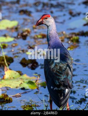 Swanphen dalla testa grigia in piedi alto e guardando indietro, prendere il sole sulla riva nelle zone umide nel parco Diyasaru, Thalawathugoda. Foto Stock