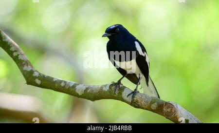 Robbino orientale magpie arroccato su un ramo di albero su uno sfondo verde naturale, Foto Stock