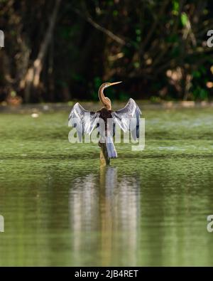 Darter orientale (Anhinga melanogaster) arroccato su un palo di legno nell'acqua e asciugando le ali, Foto Stock