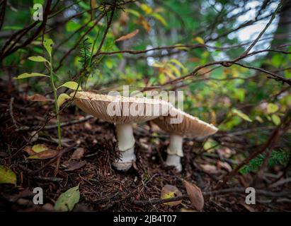 Funghi perla (Amanita rubescens), due funghi sul pavimento della foresta, Canada Foto Stock