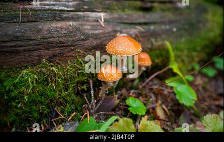 Fungo della lacrima (Leratiomyces squamosus), tre funghi che crescono su un albero caduto, Canada Foto Stock
