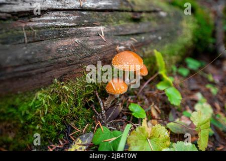 Fungo della lacrima (Leratiomyces squamosus), tre funghi che crescono su un albero caduto, Canada Foto Stock