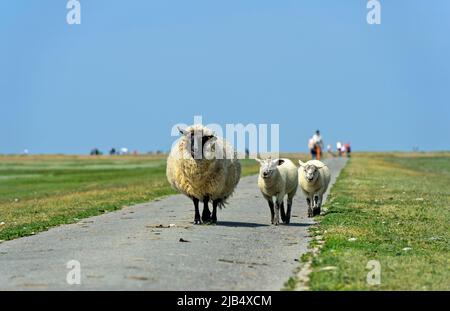 Suffolk pecora, madre con due agnelli, Schleswig-Holstein Wadden Sea National Park, Westerhever, Schleswig-Holstein, Germania Foto Stock