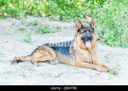 Ritratto di un pastore tedesco su una spiaggia sabbiosa sul Danubio. Foto Stock