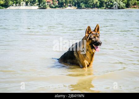Ritratto di un pastore tedesco su una spiaggia sabbiosa sul Danubio. Foto Stock