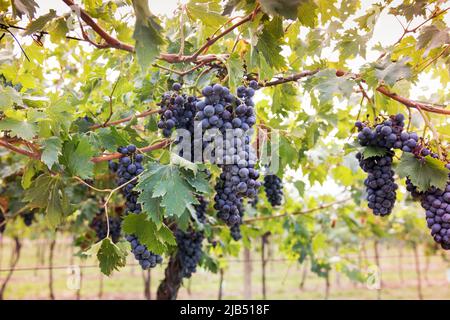 Mazzo di uve nere che maturano su una vite in un vigneto in una cantina in un concetto di viticoltura e produzione di vino Foto Stock