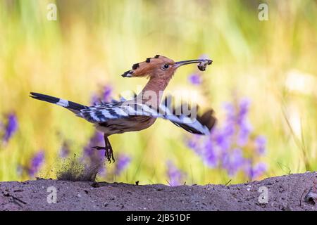 Hoopoe (Upupa epops) femmina con larve di coleotteri come cibo, tramonto, prato fiorito Biosphaerenreservat Mittelbe, Sassonia-Anhalt, Germania Foto Stock