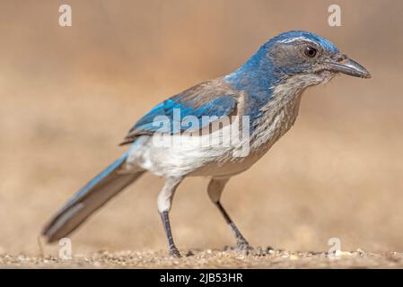 giay di scrub occidentale sul terreno che cerca semi Foto Stock