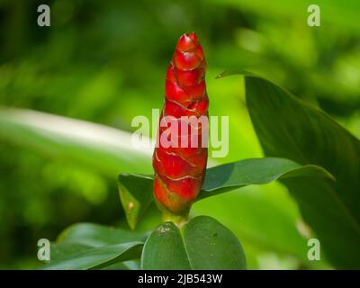 Costus woodsonii (Ginger rosso pulsante) con fiori esotici a forma di siluro Foto Stock