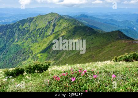 Un enorme prato di rododendri fiorisce sulla forza delle montagne nei Carpazi ucraini Foto Stock