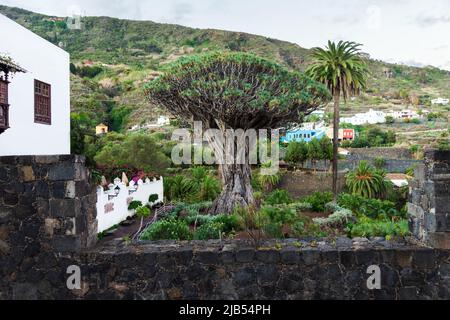Famoso albero Drago - Icod de los Vinos, Tenerife, Isole Canarie, Spagna Foto Stock