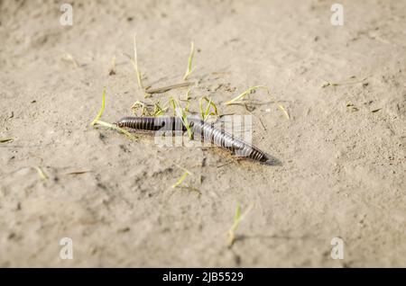 Un centipede nero su una strada sterrata nel bosco. Foto Stock