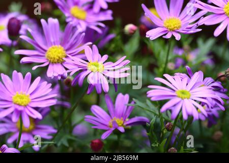 primo piano di graziosi fiori di brachyscome blu in un letto di fiori, sfondo sfocato verde Foto Stock