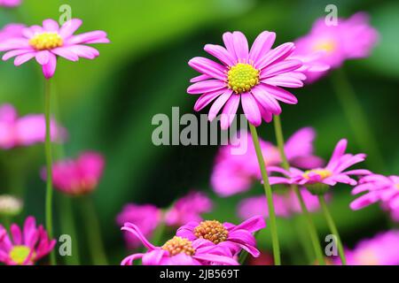 primo piano di un grazioso fiore multifida rosa brachyscome in un letto di fiori, fuoco selettivo, sfondo sfocato verde Foto Stock