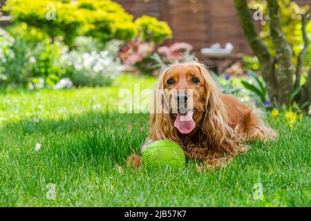 Cane spaniello marrone cocker in giardino - fuoco selettivo Foto Stock