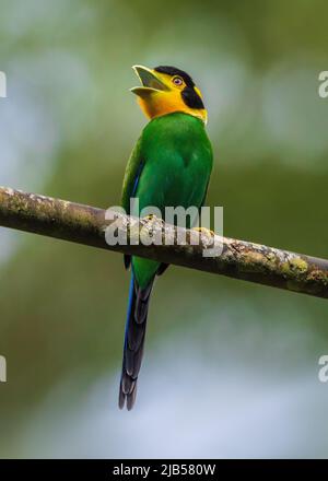 Broadbill a coda lunga, Psarisomus dalhousiae uccello sull'albero nella foresta naturale Foto Stock