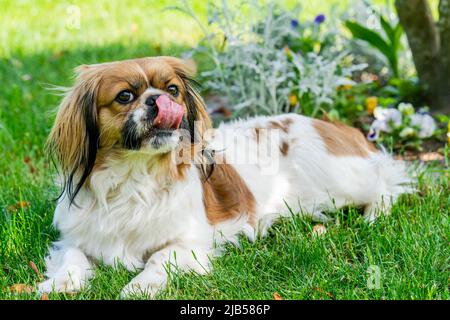 Giovane cane Pekingese in giardino - fuoco selettivo Foto Stock