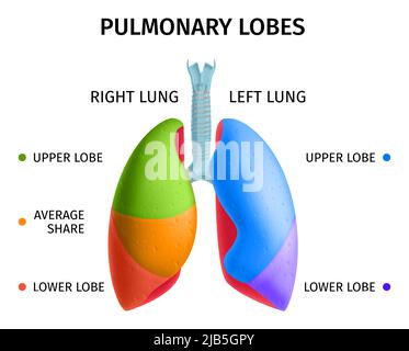 Sistema respiratorio polmonare umano Lobi inferiori superiori diagramma anatomico grafico informativo colorato poster medico illustrazione vettoriale Illustrazione Vettoriale